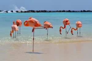 Aruba - najpovoljnije egzotično putovanje po vašoj meri. Izaberite avio karte i hotelski smeštaj po promo cenama. Uvek imamo najbolju ponudu sa najnižim cenama!