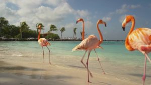 Aruba - najpovoljnije egzotično putovanje po vašoj meri. Izaberite avio karte i hotelski smeštaj po promo cenama. Uvek imamo najbolju ponudu sa najnižim cenama!